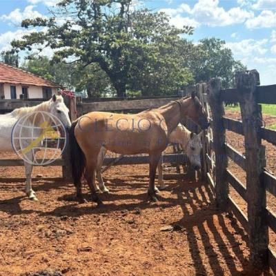 5 Cavalos Meio Sangue e 2 Éguas Quarto de Milha – Getulina – Sp