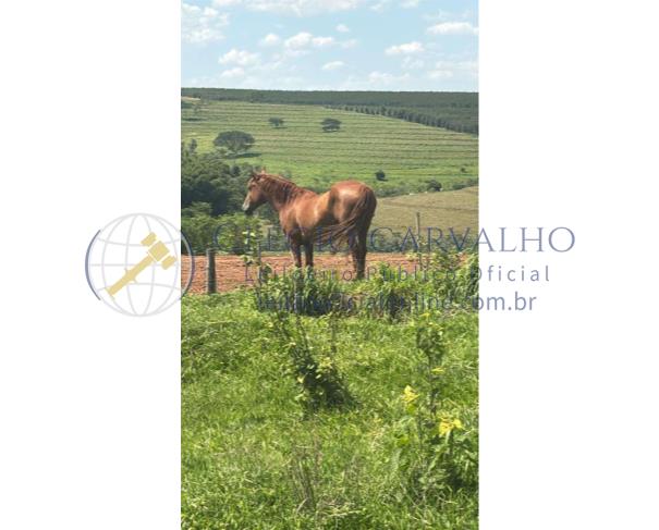 Foto de 5 Cavalos Meio Sangue e 2 Éguas Quarto de Milha - Getulina - Sp