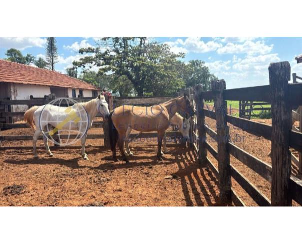 Foto de 5 Cavalos Meio Sangue e 2 Éguas Quarto de Milha - Getulina - Sp