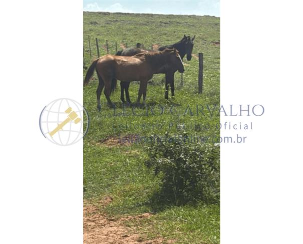 Foto de 5 Cavalos Meio Sangue e 2 Éguas Quarto de Milha - Getulina - Sp
