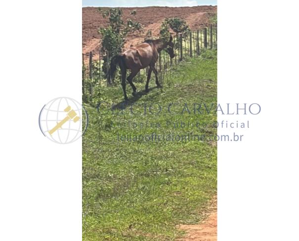 Foto de 5 Cavalos Meio Sangue e 2 Éguas Quarto de Milha - Getulina - Sp