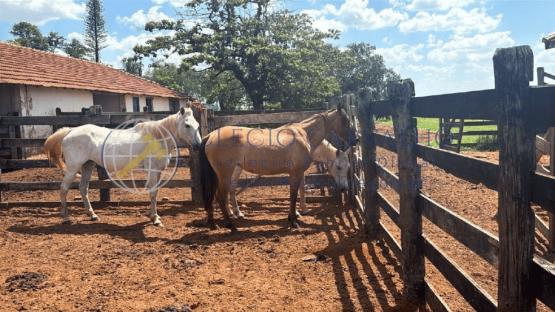 5 Cavalos Meio Sangue e 2 Éguas Quarto de Milha - Getulina - Sp